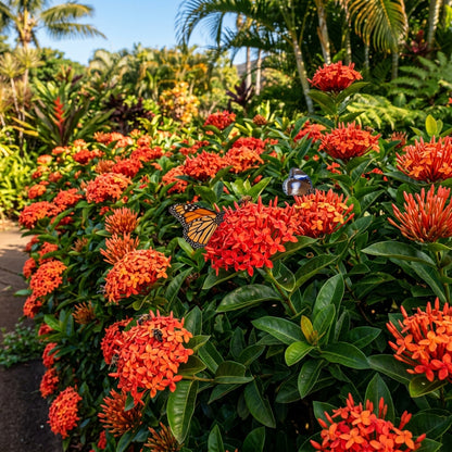 Ixora Flower Seeds for Planting