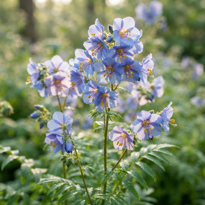 Jacob's Ladder Flower Seeds for Planting