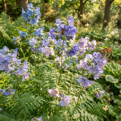 Jacob's Ladder Flower Seeds for Planting
