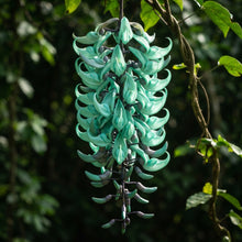 Jade Vine Flower Seeds for Planting