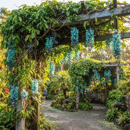 Jade Vine Flower Seeds for Planting