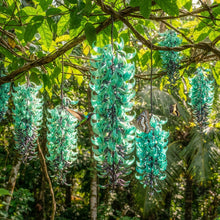 Jade Vine Strongylodon macrobotrys Seeds for Planting