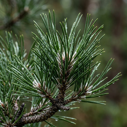 Japanese Black Pine Bonsai Tree Seeds Pinus thunbergii – Ornamental Pine Tree Seeds