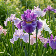 Japanese Iris Ensata Seeds for Planting