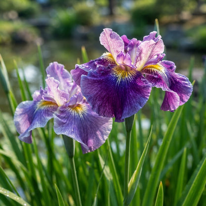 Japanese Iris Ensata Seeds for Planting