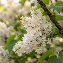 Japanese Lilac Flower Seeds for Planting