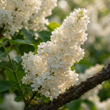 Japanese Lilac Flower Seeds for Planting