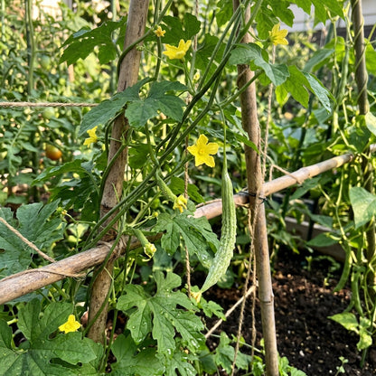 Bitter Melon Japanese Long Seeds – Heirloom Vegetable Seeds