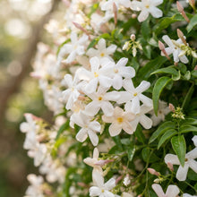 Jasmine Flower Seeds for Planting