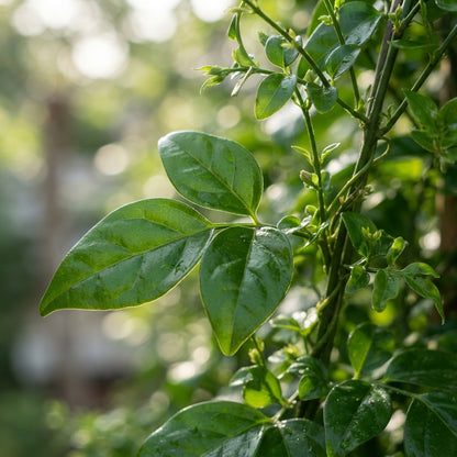 Jasmine Flower Seeds for Planting