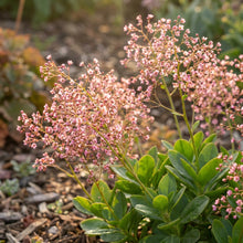 Jewels of Opar Flower Seeds - Ornamental Flower Seeds