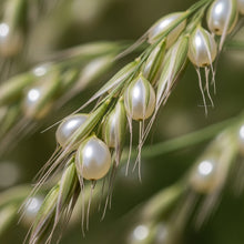 Job's Tears Grain Seeds for Outdoor Garden Planting