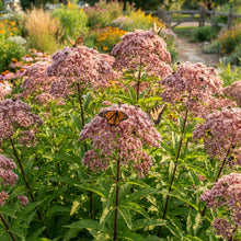 Joe Pye Weed Seeds for Garden Planting