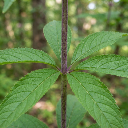 Joe Pye Weed Seeds for Garden Planting