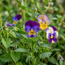 Johnny Jump Up Flower Mix Seeds For Planting