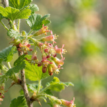 Jostaberry Seeds for Planting