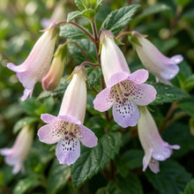 Jovellana punctata Seeds for Planting