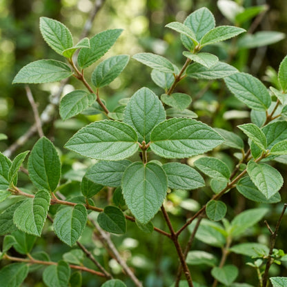 Jovellana punctata Seeds for Planting