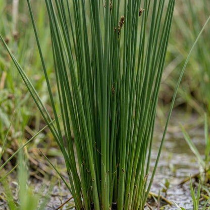 Juncus rigidus Seeds for Planting
