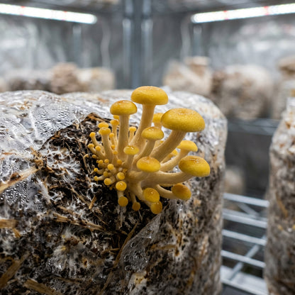 Yellow Gold Oyster Mushroom Seeds