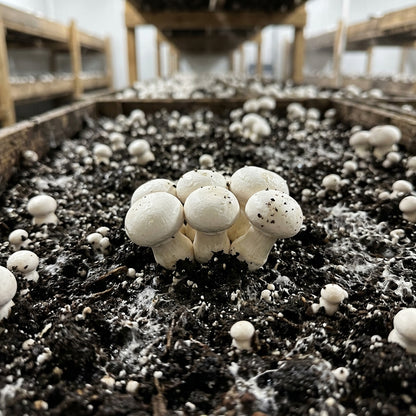 White Mushroom Seeds – Easy Grow Variety