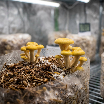 Yellow Mushroom Vegetable Seeds