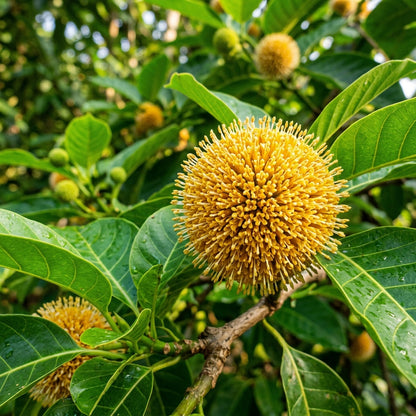 Anthocephalus cadamba Seeds for Planting
