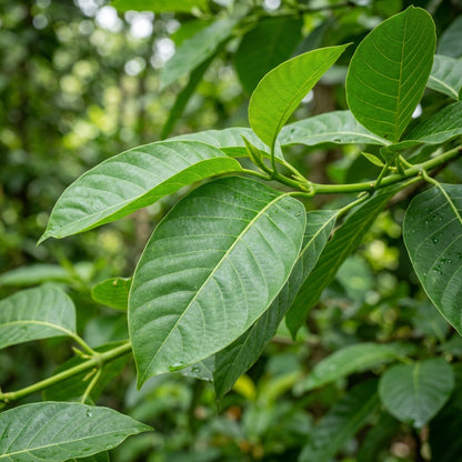 Anthocephalus cadamba Seeds for Planting