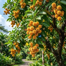 Anthocephalus cadamba Seeds for Planting