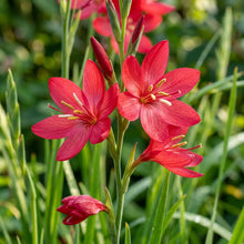 Schizostylis Coccinea Major Seeds for Garden Planting