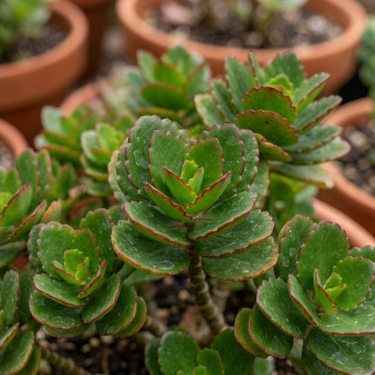 Mixed Kalanchoe Flower Seeds for Planting