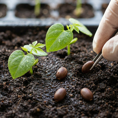 Red Kapok Flower Seeds for Planting