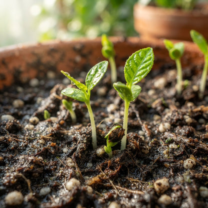 Key Lime (Citrus aurantifolia) Seeds for Planting