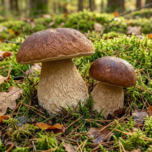 King Bolete Mushroom Spawn Kit