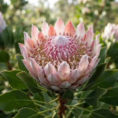 Protea cynaroides (King Protea) Seeds for Planting