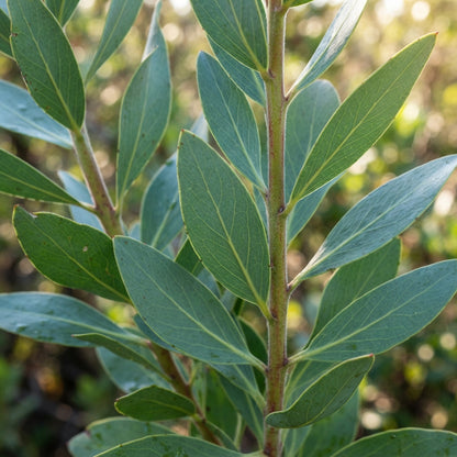 Protea cynaroides (King Protea) Seeds for Planting