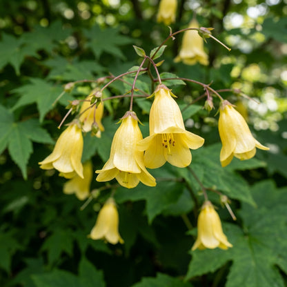 Kirengeshoma palmata Seeds for Planting