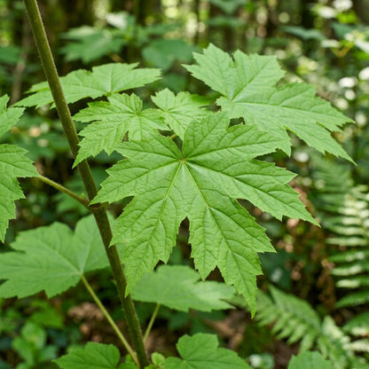 Kirengeshoma palmata Seeds for Planting