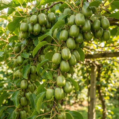 Kiwi Berry (Actinidia arguta) Seeds for Planting