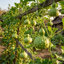Bottle Gourd Kobu Seeds – Bottle Gourd Seeds for Home Garden