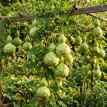 Bottle Gourd Kobu Seeds – Bottle Gourd Seeds for Home Garden