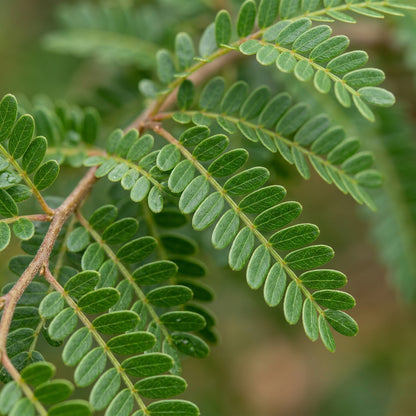 Sophora Microphylla Seeds