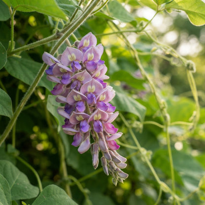 Kudzu Pueraria lobata Seeds for Planting