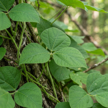 Kudzu Pueraria lobata Seeds for Planting