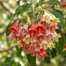 Kurrajong Wildflower Mixed Seeds for Planting