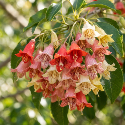 Kurrajong Wildflower Mixed Seeds for Planting