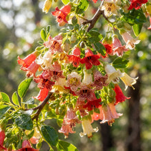 Kurrajong Wildflower Mixed Seeds for Planting