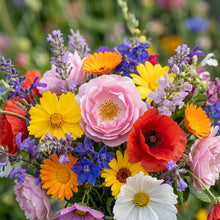 Lady Mixed Flower Seeds – Assorted Seasonal Blooms