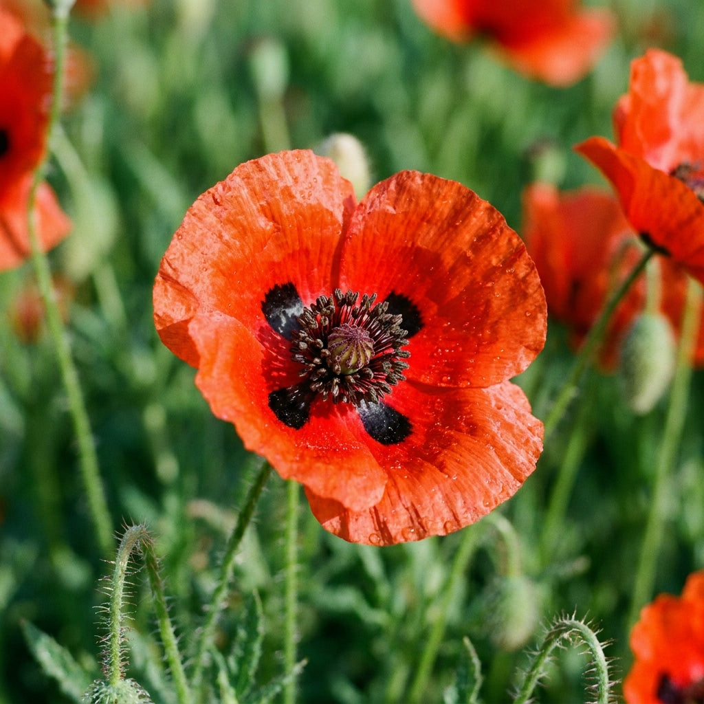 Ladybird Poppy Flower Seeds For Planting