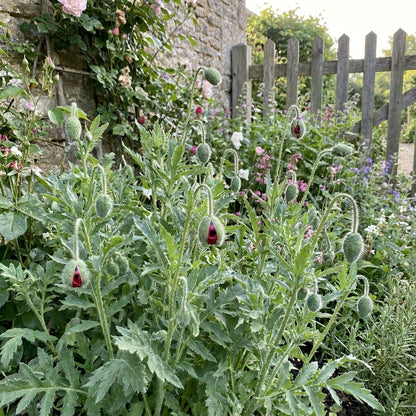 Ladybird Poppy Flower Seeds For Planting